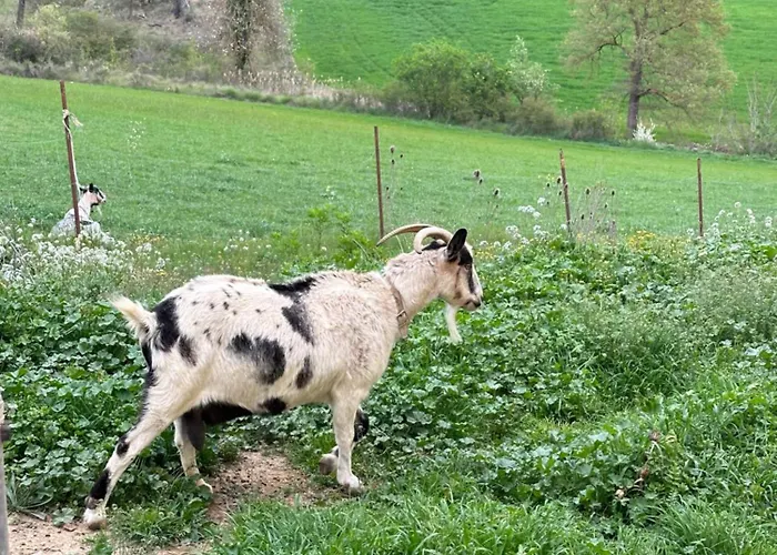 Ca L'oreneta Daire El Pla de Manlleu